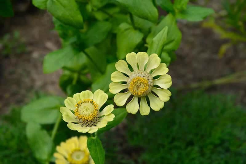 Zinnia (Zinnia Elegans ‘Envy’)