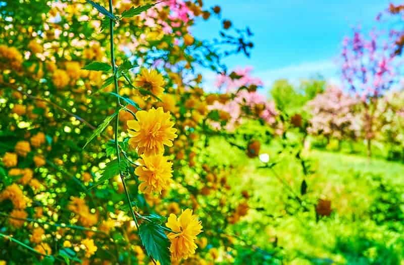 Yamabuki Japanese Rose (Kerria Japonica ‘Pleniflora’)