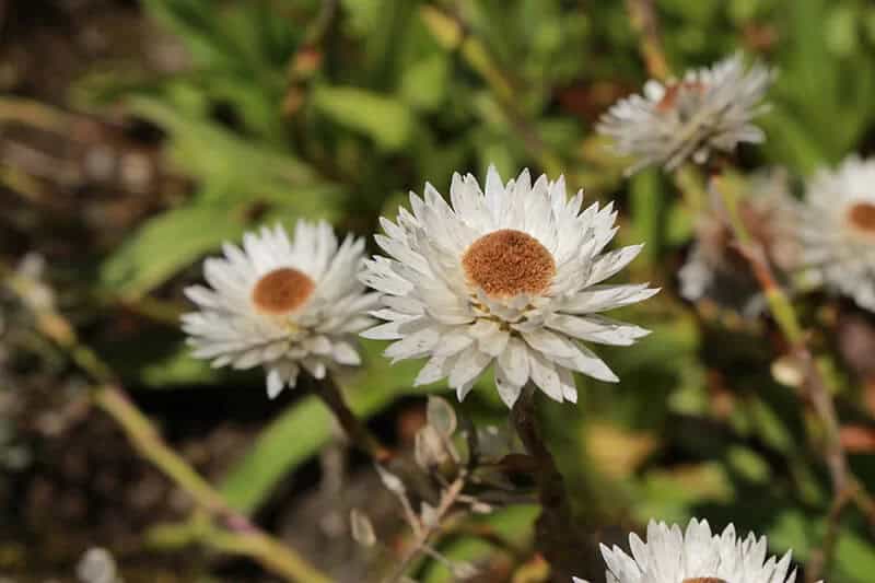 Everlasting Flower (Helichrysum Bellum)