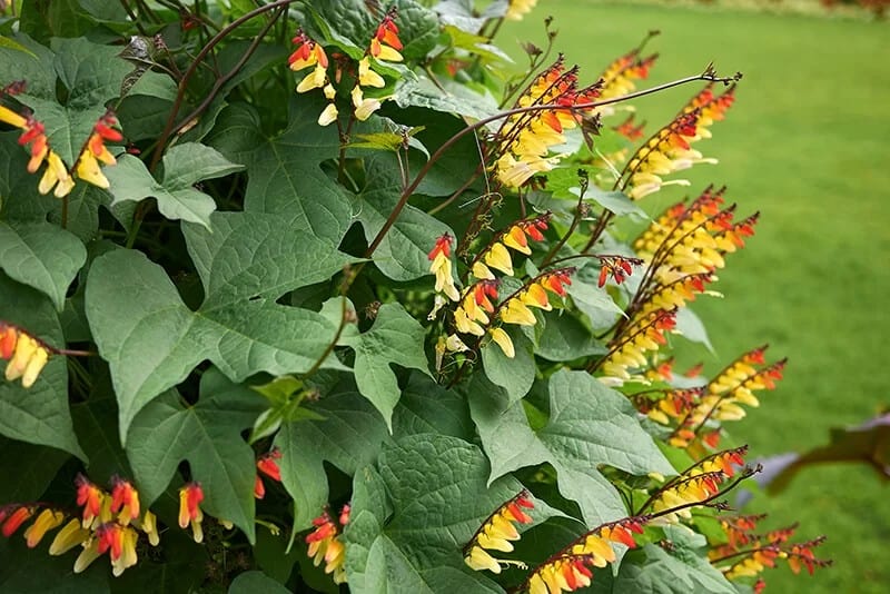 Firecracker Vine (Ipomoea Lobata)