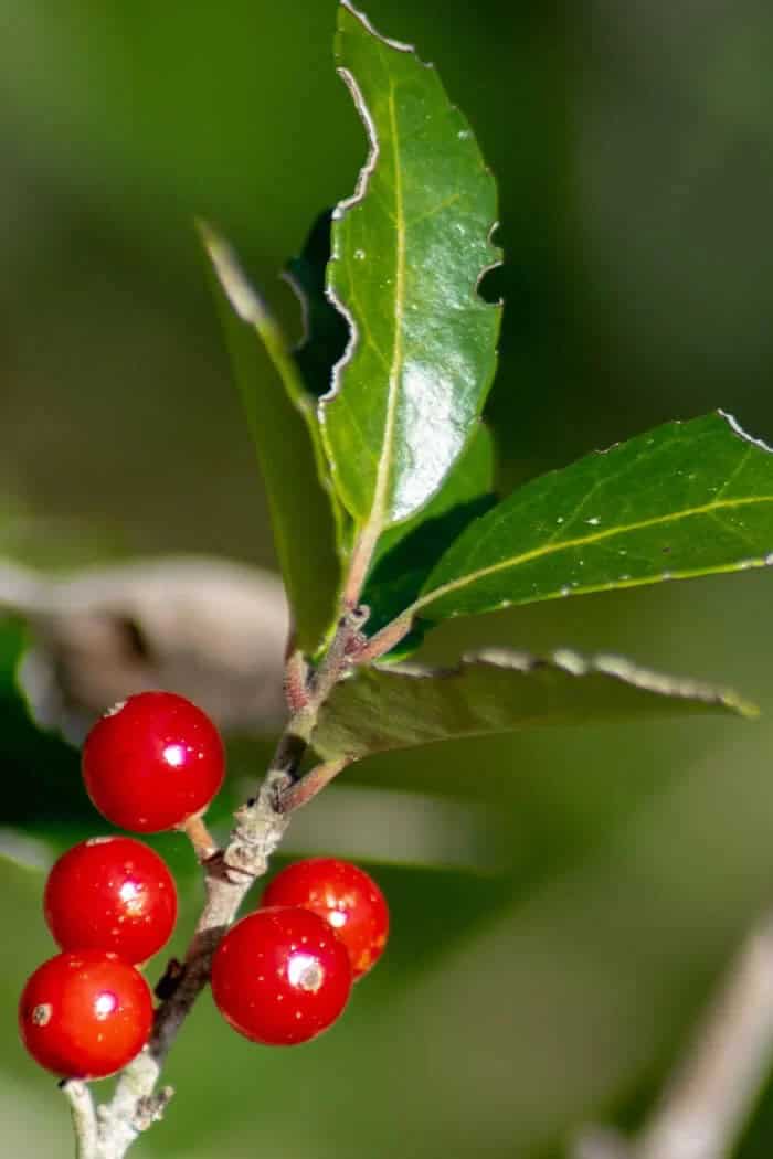 Carolina Holly (Ilex ambigua)