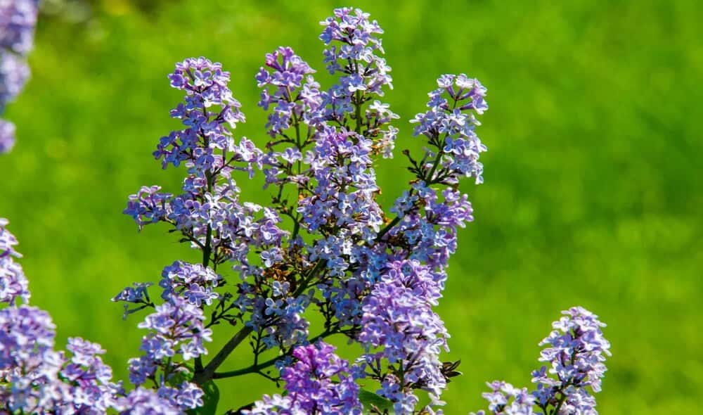 Bugleweed (Ajuga reptans)