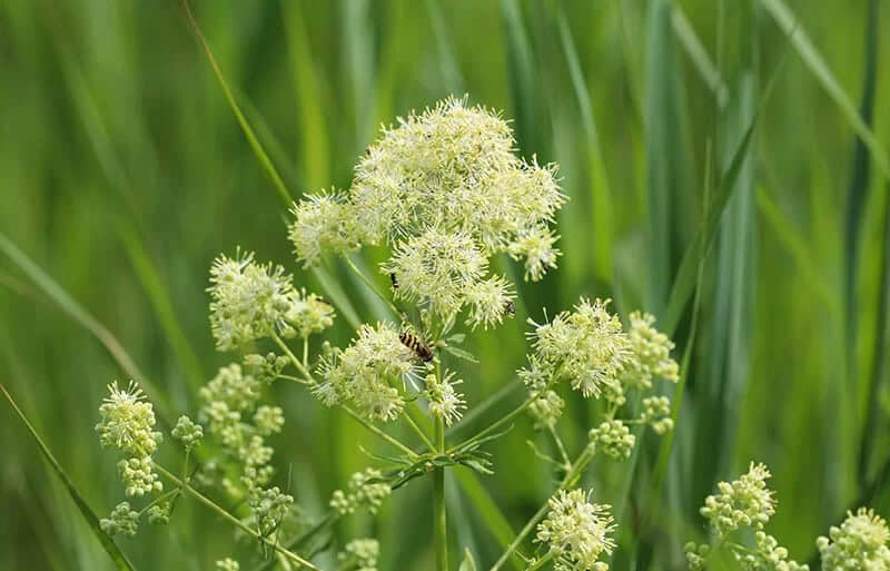 Meadow Rue (Thalictrum Simplex)