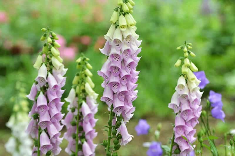 Foxglove (Digitalis Purpurea)