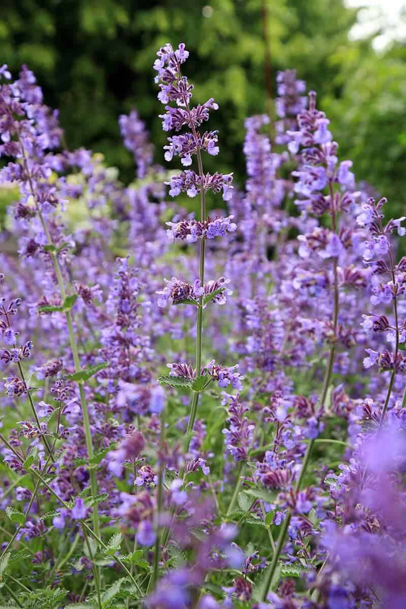 Catmint (Nepeta)