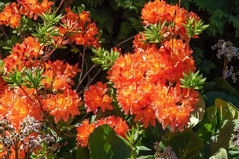 Azalea (Rhododendron ‘Gibraltar’)