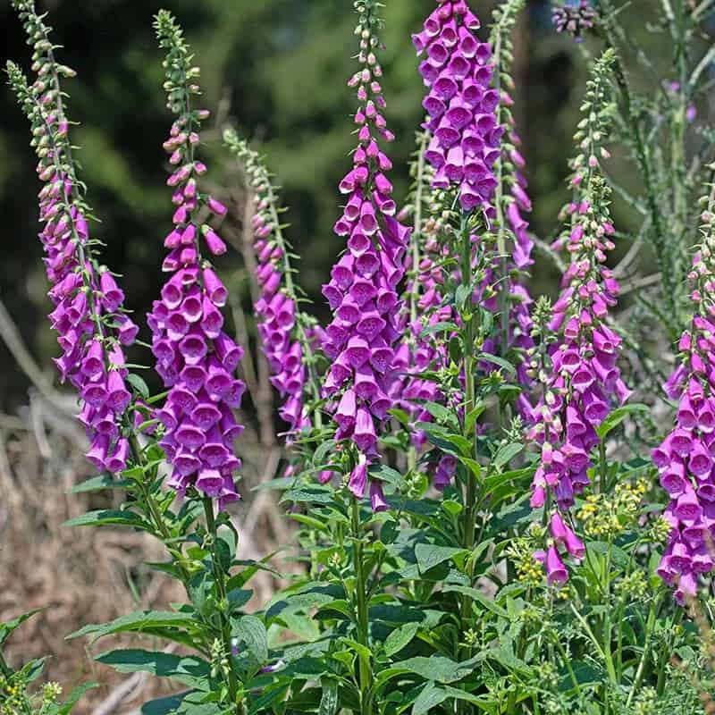 Foxgloves (Digitalis Purpurea)