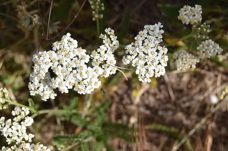 Yarrow (Achillea Millefolium ‘Peachy Seduction’)