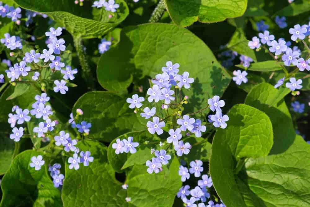 Siberian Bugloss (Brunnera macrophylla)