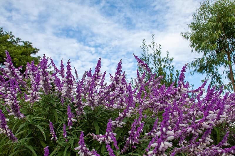 Mexican Bush Sage (Salvia Leucantha)