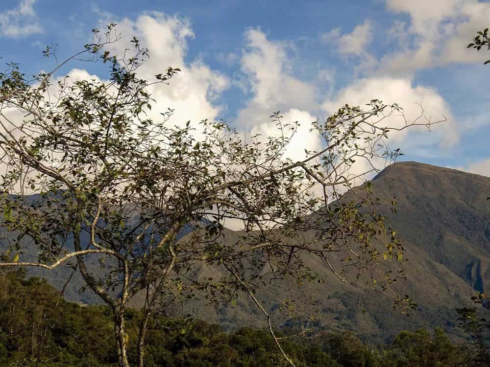 Andean Alder (Alnus acuminata)