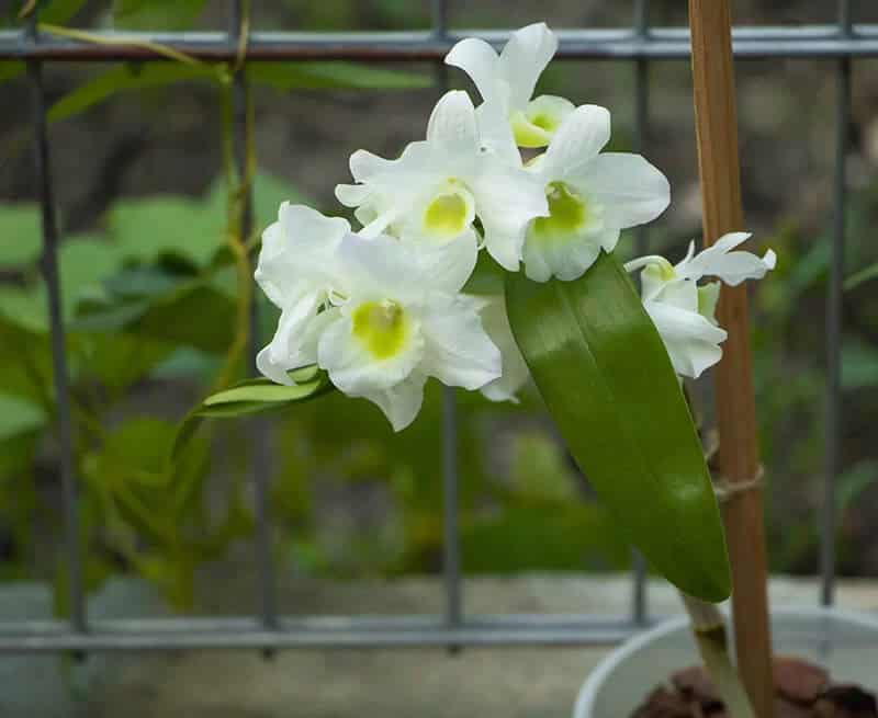 Dendrobium Orchid (Dendrobium Cucumerinum)