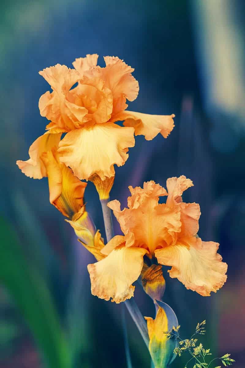 Iris (Scientific Name: Iris Croatica)