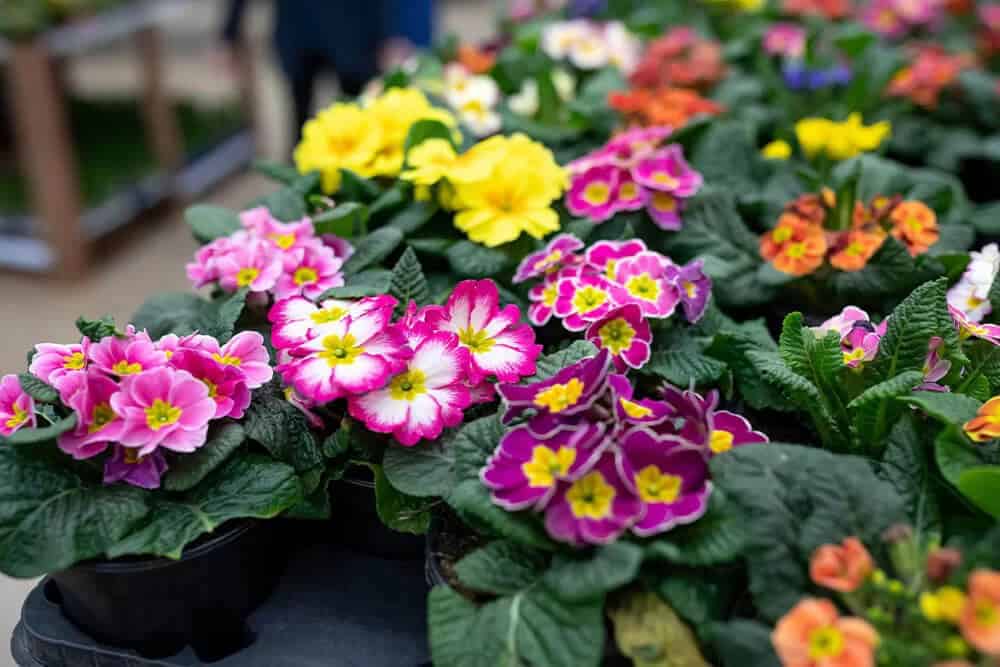 Primrose (Primula Vulgaris)