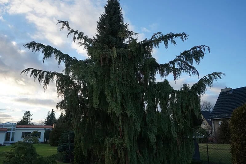 The Nootka Cypress (Callitropsis Nootkatensis)