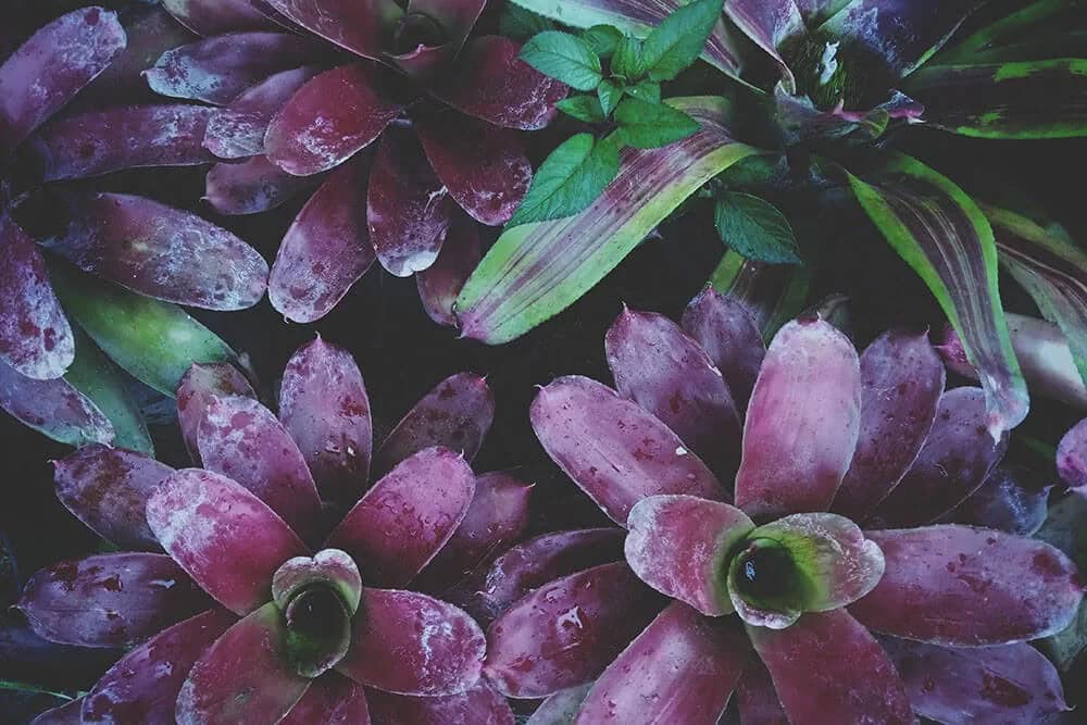 Neoregelia, Air Plant (Neoregelia ‘Purple Passion’)