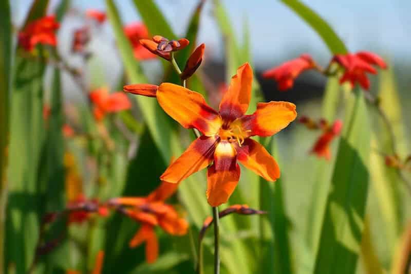 Coppertips (Scientific Name: Crocosmia)