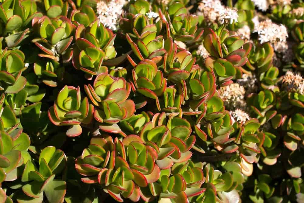 Jade Plant (Crassula ovata)