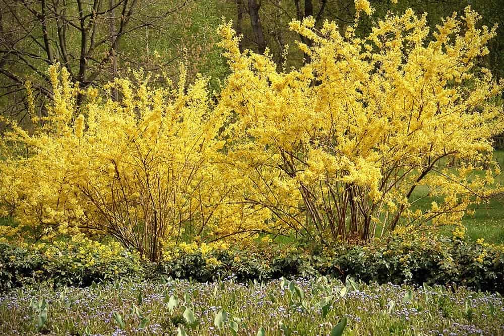 Forsythia (Forsythia spp.)