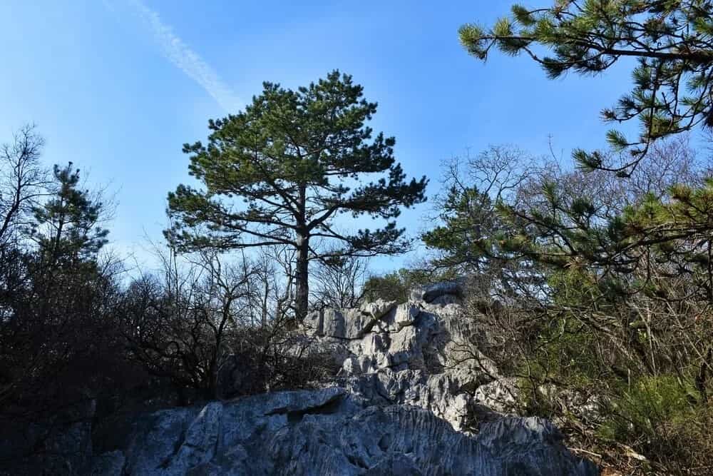 Austrian Pine (Pinus nigra)