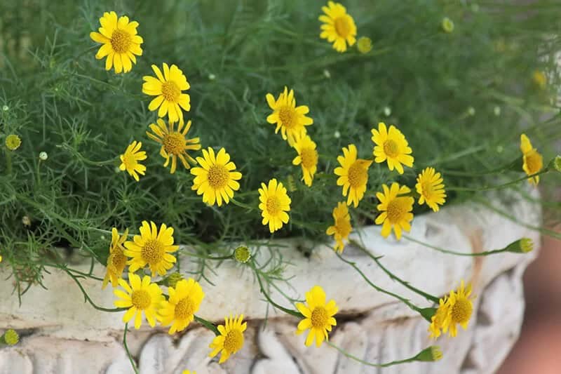 Shooting Star (Thymophylla Tenuiloba)