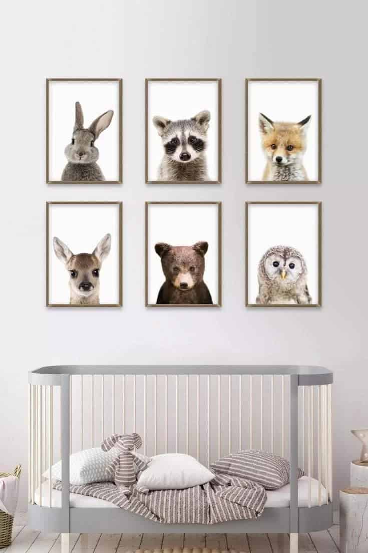 Set of Six Baby Animal Photographs