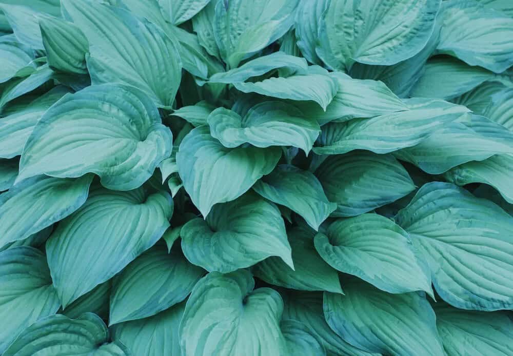 Hosta (Hosta)