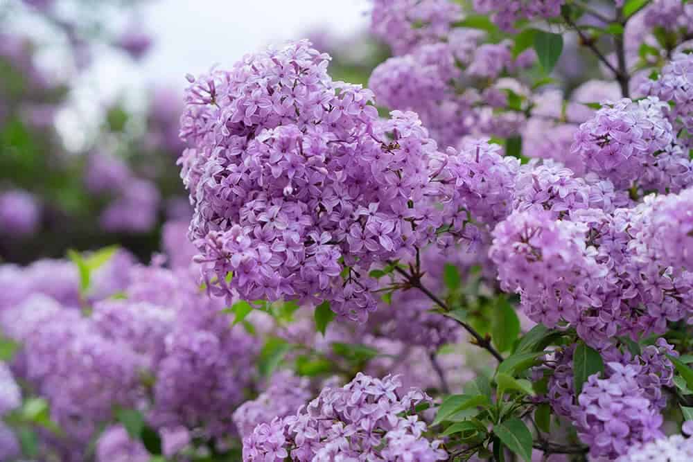 Lilacs (Syringa spp.)