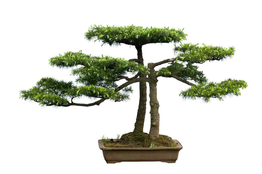 Cedar Bonsai (Cedrus libani)