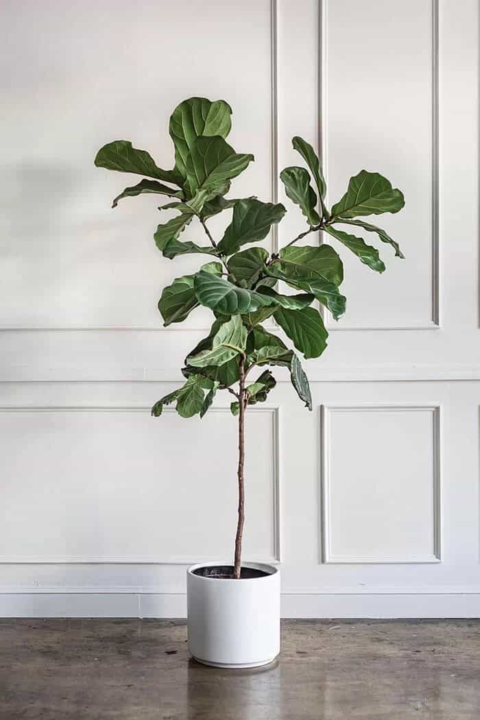 Fiddle Leaf Fig (Ficus lyrata)