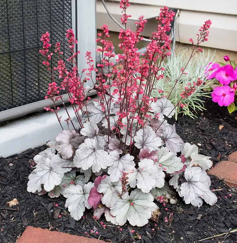 Coral Bells (Heuchera Americana)