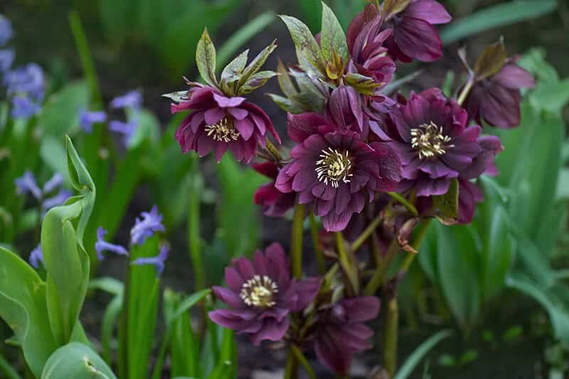 Hellebore (Helleborus ‘Mardi Gras Double Mix’)