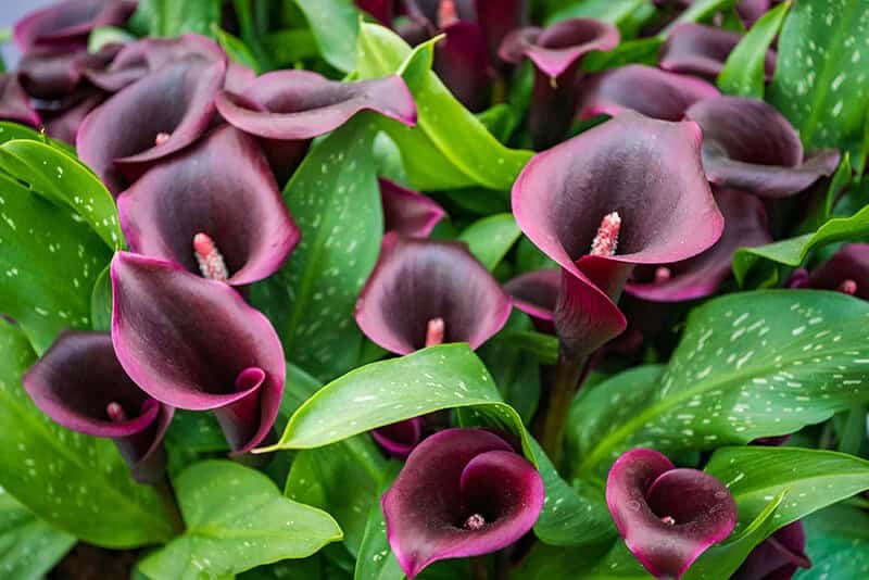 Calla Lily (Zantedeschia)