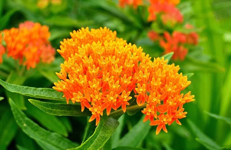 Butterfly Weed (Asclepias Tuberosa)