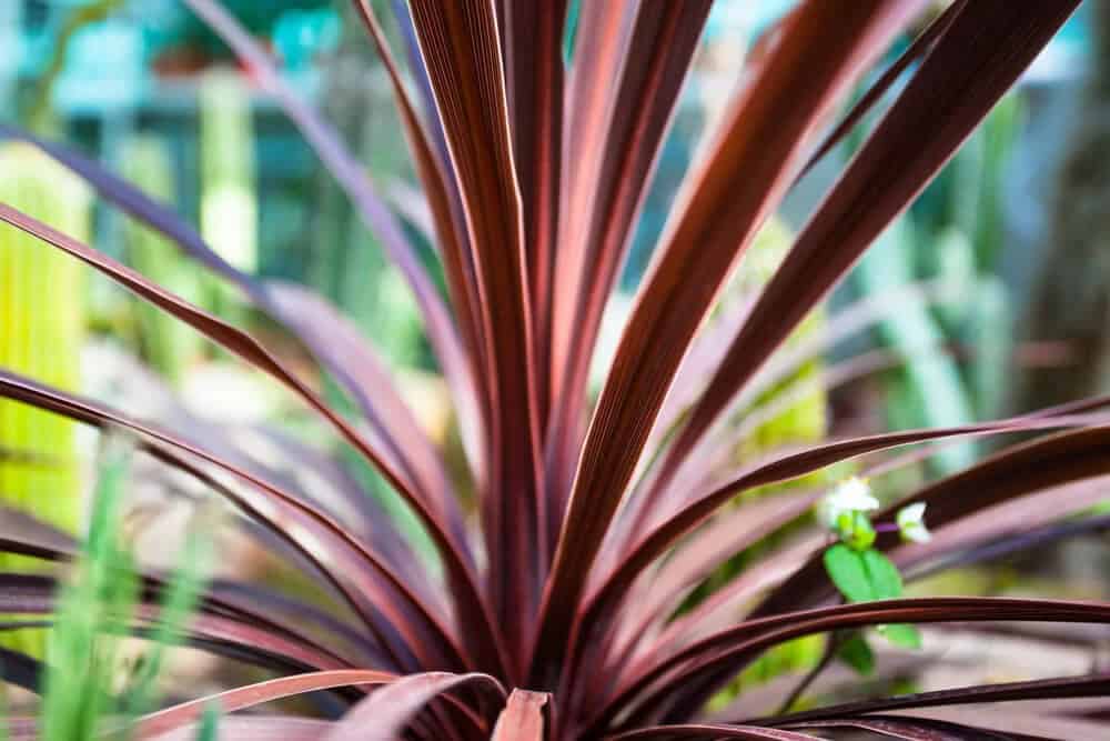 Red Grass Palm (Cordyline australis ‘Red Star’)