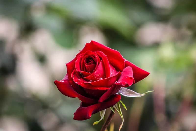 Hybrid Tea Rose (Rosa ‘Jacopper’ Veterans’ Honor)