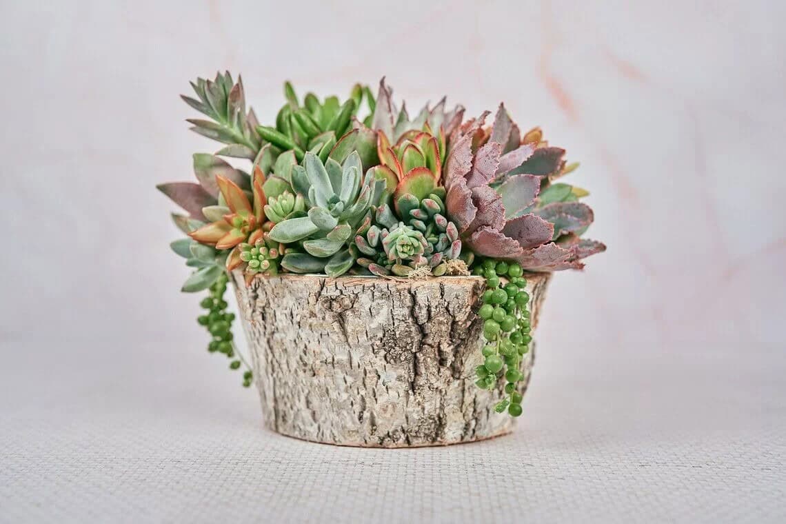 Round Birch Living Succulent Display