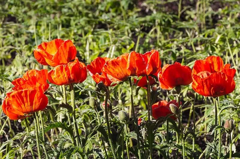 Poppy (Papaver Orientale ‘Beauty of Livermere’)