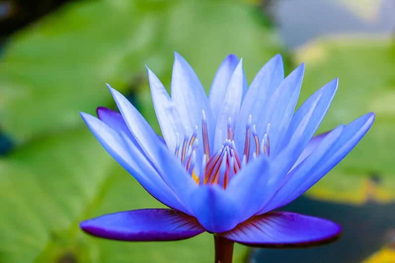 Water Lily (Nymphaea Nouchali)