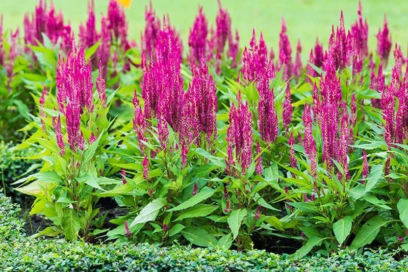 Celosia (Celosia Argentea “Red Velvet”)