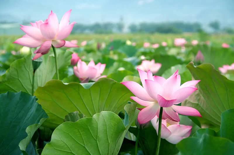 Sacred Lotus (Nelumbo Nucifera ‘Pekinensis Rubra’)