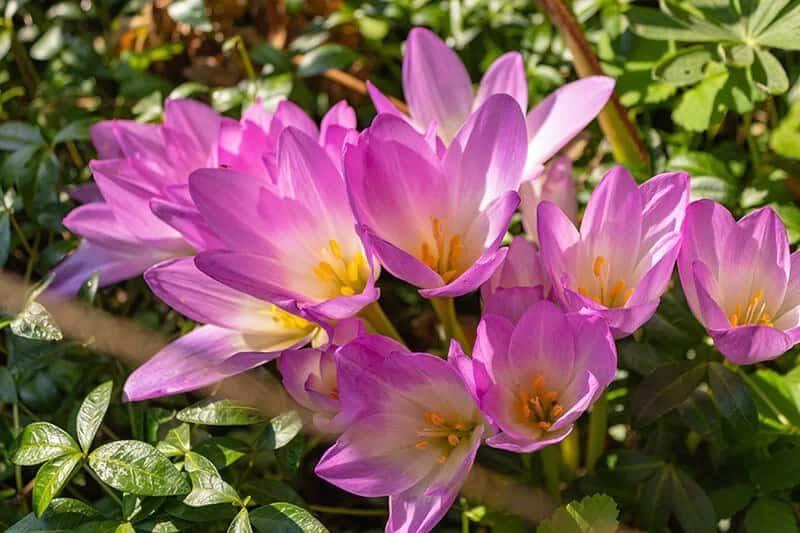 Meadow Saffron (Colchicum Autumnale)