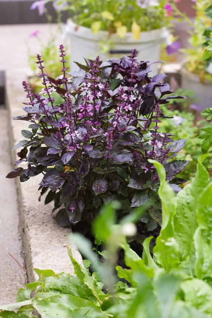 Purple Basil (Ocimum basilicum var. purpurascens)