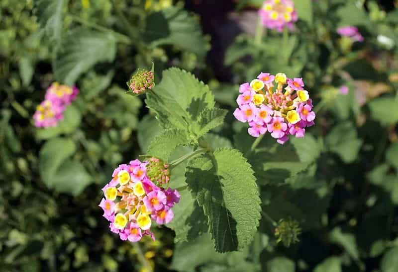 Verveine (Lantana Camara)