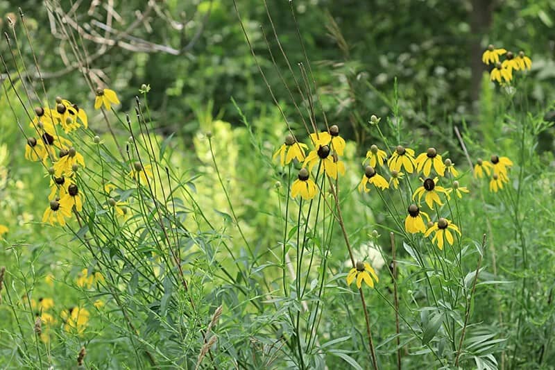 Upright Prairie Coneflower (Ratibida Columnifera)