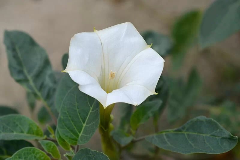 Angel’s Trumpet (Datura Inoxia)