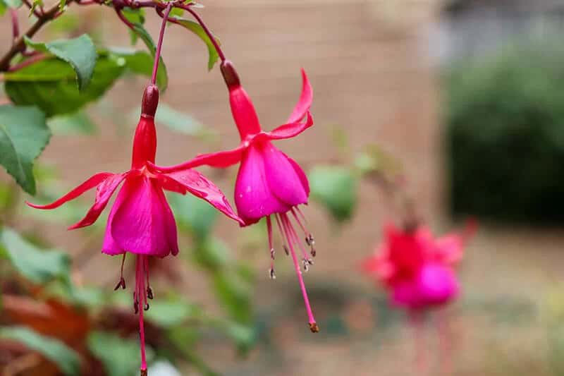 Lady’s Eardrops (Fuchsia)