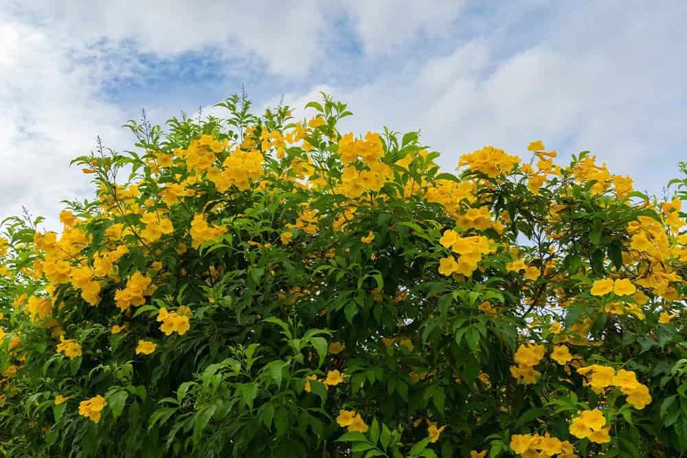 Esperanza, Yellow Bells (Tecoma stans)