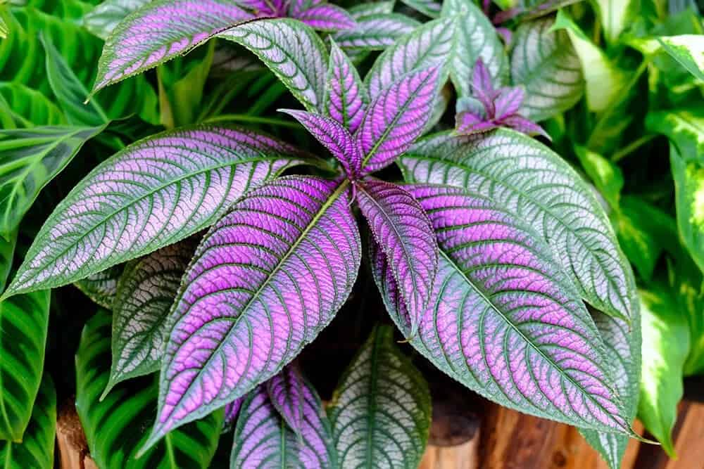 Persian Shield (Strobilanthes dyeranus)