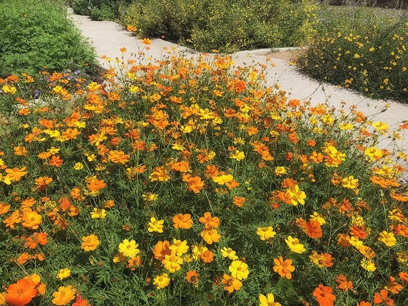 Orange Cosmos (Cosmos Sulphureus)